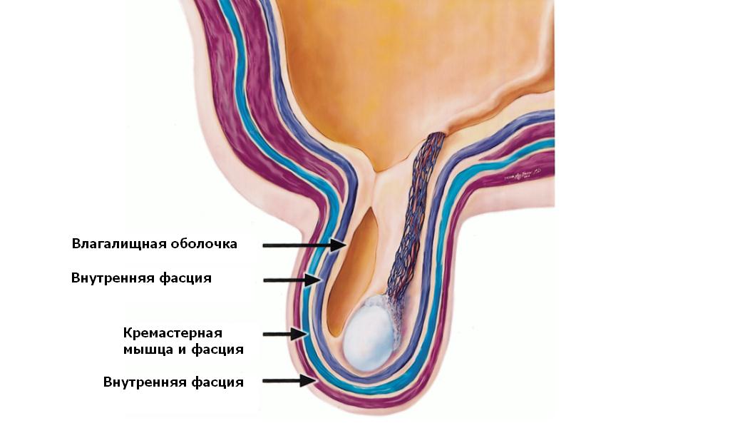 Сопоставление оболочек яичка со слоями передней брюшной стенки