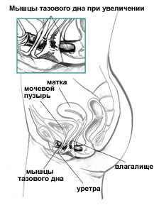 Мыщцы тазового дна у женщины