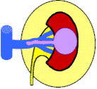 T3b – опухоль почки, распространяется на почечные вены или на нижнюю полую вену ниже диафрагмы