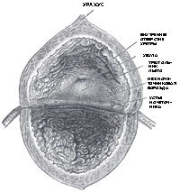 Внутренняя поверхность мочевого пузыря