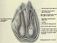 Анатомия мошонки