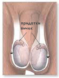 Анатомия придатка яичка